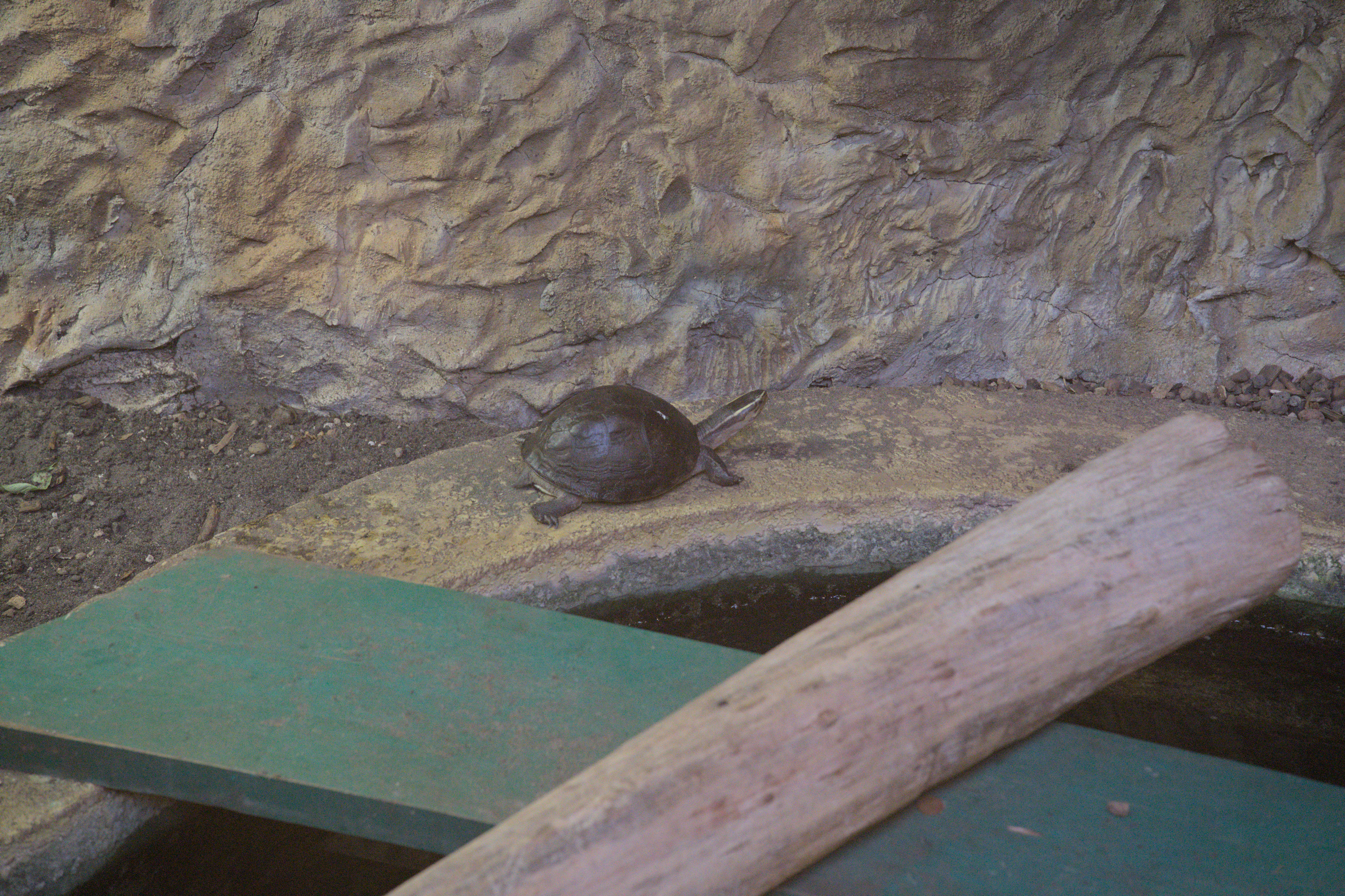 2025/10/12 - zoo/DSC_0131.jpg